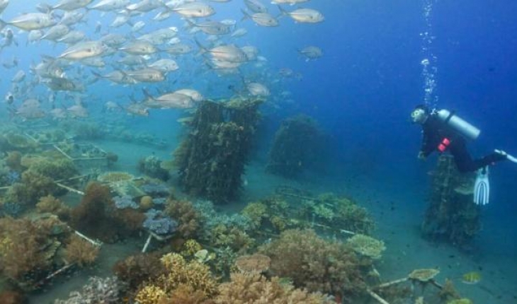 Endonezya’daki mercan resiflerinde mikrofonlu takip