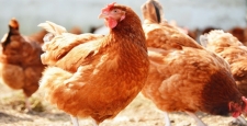 Tavuk eti üretimi Kasım 2022'de yıllık bazda yüzde 1,4 arttı