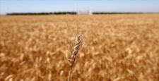 Ukrayna'ya taşınan tahıl miktarı 17 milyon 254 bin tonu geçti